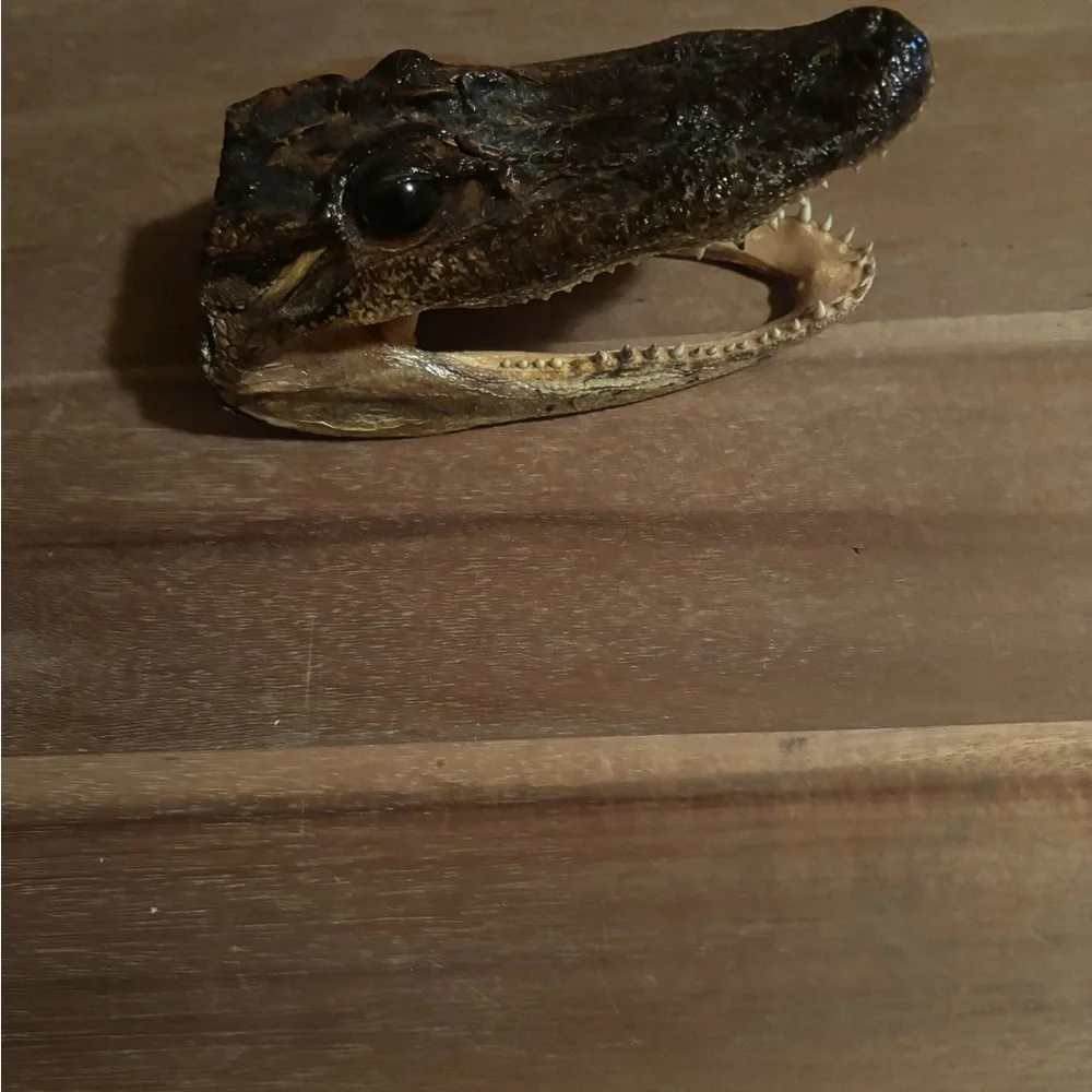 Realistic Brown Reptile Head Decor